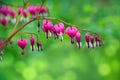 Dicentra spectabils or Bleeding heart flower Royalty Free Stock Photo