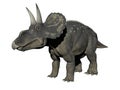 Diceratops dinosaur - 3d render Royalty Free Stock Photo