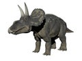 Diceratops dinosaur - 3d render