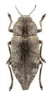 Dicerca aenea