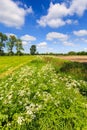 Dich with weed flowers in spring time