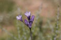 DICHELOSTEMMA CAPITATUM BLOOM - PIONEERTOWN MP - 050120 B