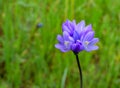 Dichelostemma capitatum in spring , Folsom CA Royalty Free Stock Photo