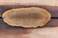 Dichomitus campestris is a crustose fungus that grows on wood