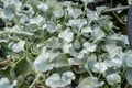 Dichondra argentea sold at the greenhouse Royalty Free Stock Photo