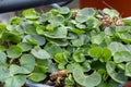 Dichondra repens aka kidney weed or Mercury Bay weed