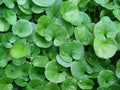 Dichondra repens background