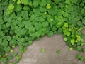 Dichondra repens Forst Royalty Free Stock Photo