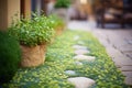 dichondra repens twining around a pathway