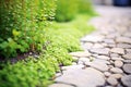 dichondra repens twining around a pathway