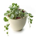 Dichondra silver falls plant