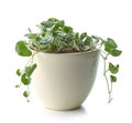 Dichondra silver falls plant