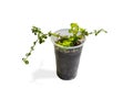 Dichondra sprout one can transparent beautiful shaped