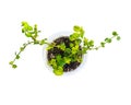 Dichondra sprout one can transparent beautiful shaped