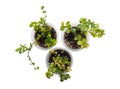 Dichondra sprout three cans transparent beautiful shape