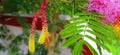 Dichrostachys cinerea sicklebush indian shami bush flower buds stock
