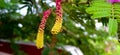 Dichrostachys cinerea sicklebush indian shami bush flower buds