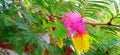 Dichrostachys cinerea sicklebush indian shami bush beautiful flower