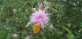 Dichrostachys cinerea pink yellow flower