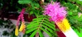Dichrostachys cinerea sicklebush indian shami bush bell mimosa flowers stock