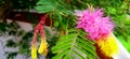 Dichrostachys cinerea sicklebush indian shami bush bell mimosa flowers stock photo