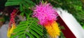 Dichrostachys cinerea sicklebush indian shami bush flower buds stock photo