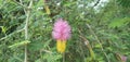 Dichrostachys cinerea tree flower
