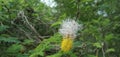 Dichrostachys cinerea , white yellow flower