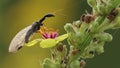 Dichrostigma flavipes insect on beautiful flower