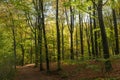 Dichte begroeiing met oude bomen tijdens herfst met tegenlicht Royalty Free Stock Photo