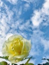 Elina, Pale primrose yellow rose under blue sky background.