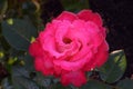 Dick Clark Pink Rose