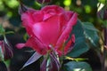 Dick Clark Pink Rosebud