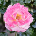 Dick Clark Tea Rose Flower in Bloom