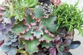 Dick`s Pink Succulent Surrounded by Other Succulents