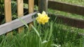 Dick Wilden Daffodil in a garden in UK