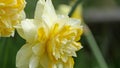 Dick Wilden Daffodil in a garden in UK