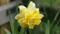 Dick Wilden Daffodil in a garden in UK