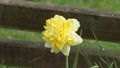 Dick Wilden Daffodil in a garden in UK