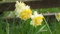 Dick Wilden Daffodil in a garden in UK