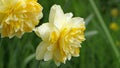 Dick Wilden Daffodil in a garden in UK