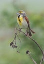 Dickcissel