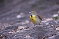 Dickcissel (Spiza americana)