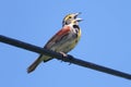 Dickcissel (Spiza americana)