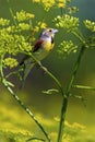 Dickcissel on Wild Parsnip 807875