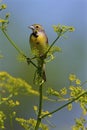 Dickcissel on Wild Parsnip 807873