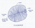 Dickinsonia fossil sketch illustration. Paleontology drawing