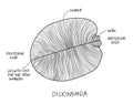 Dickinsonia fossil sketch illustration. Paleontology drawing