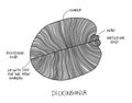 Dickinsonia fossil sketch illustration. Paleontology drawing