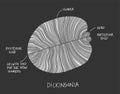 Dickinsonia fossil sketch illustration. Paleontology drawing